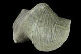 Large, Pyrite Replaced Brachiopod (Paraspirifer) Fossil - Ohio #142145-1
